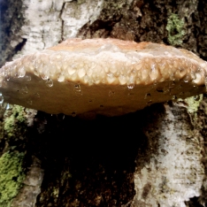 Spotted this mushroom on a tree after a rainy night.