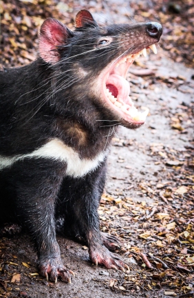 A Tasmanian Devil yawning.
